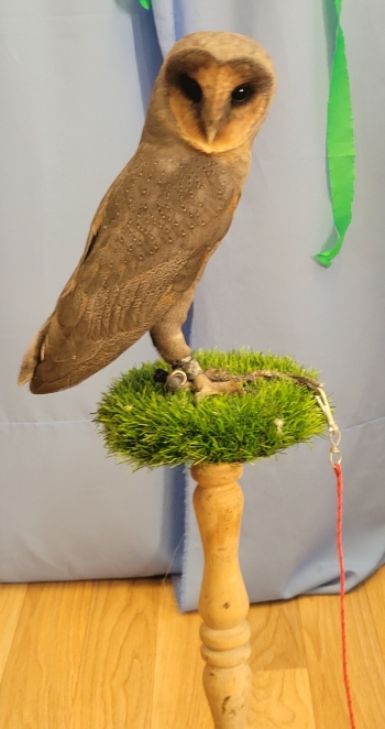 inbound7124558871447360523