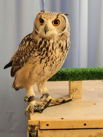 inbound4968530995519099151